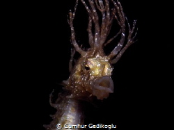 Hippocampus guttulatus
Long Hairy Speckled Seahorse by Cumhur Gedikoglu 